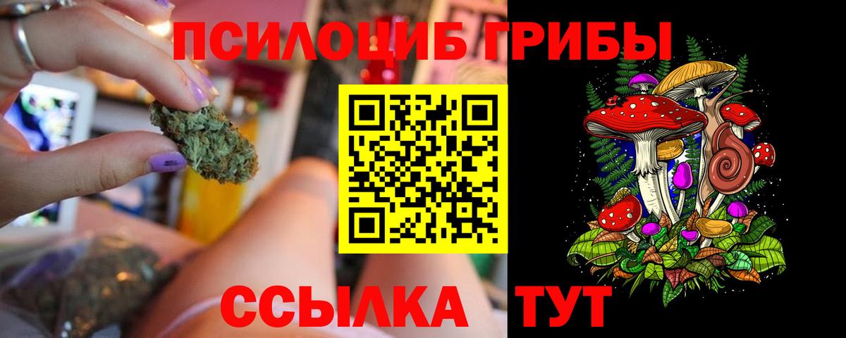 Псилоцибиновые грибы Psilocybe Новокубанск